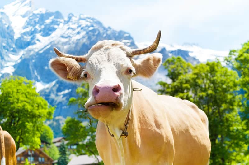 Đừng có đùa với bò Thụy Sĩ